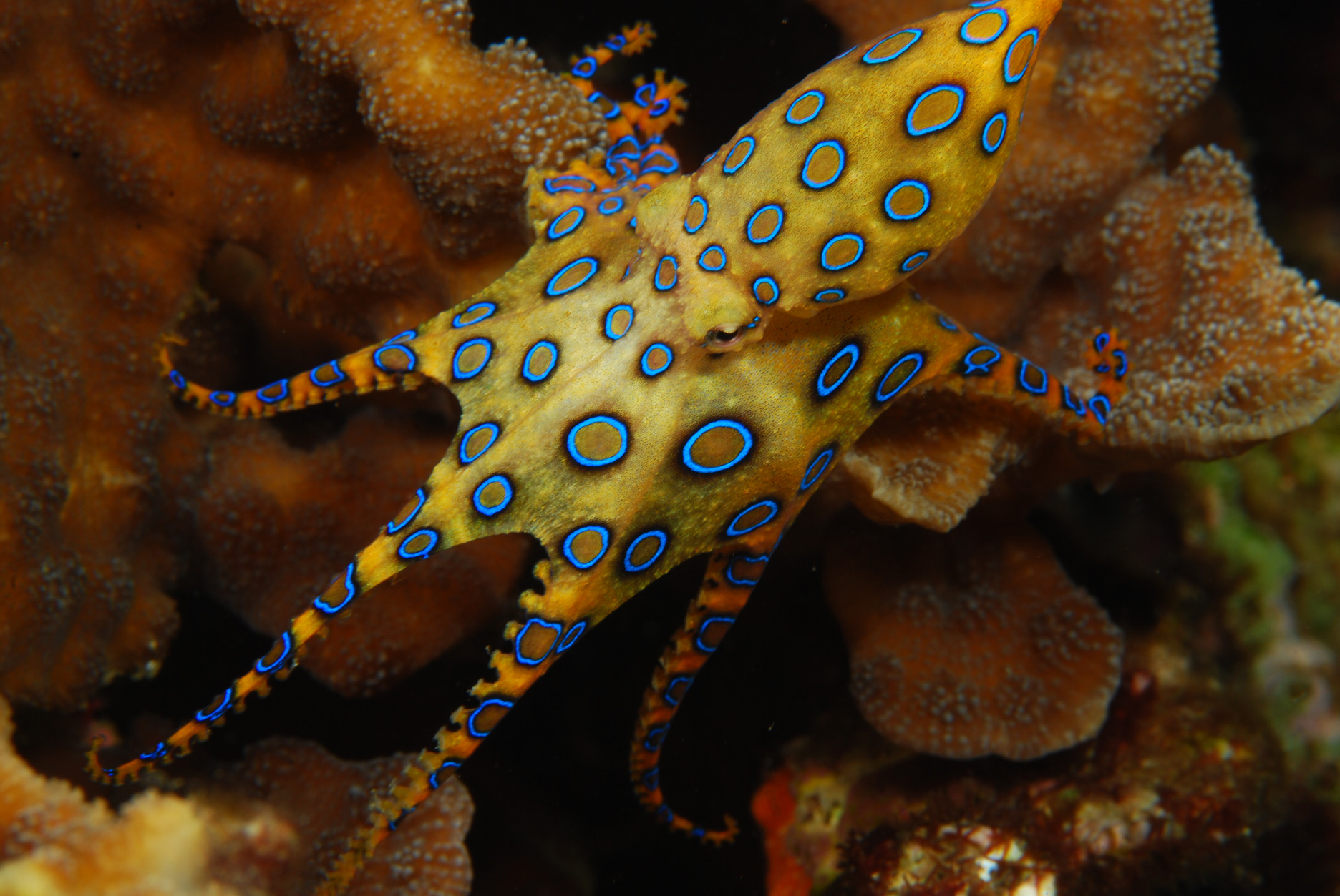 Click to View Blue-Ringed Octopus<br><span style='font-size:12px'><i>WWW</i></span>